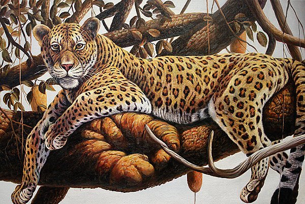 Леопард - леопарды, животные - оригинал