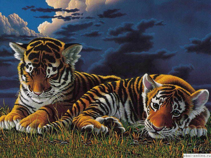 Тигрята - ночь, животные, вечер, тигрята, тигр - оригинал