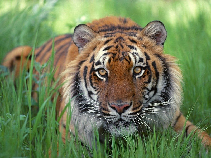 Тигр притаился - трава, тигр, животные - оригинал