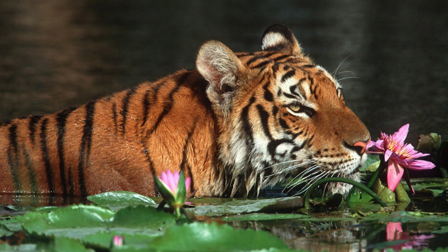 Тигр в воде - вода, животные, тигр - оригинал