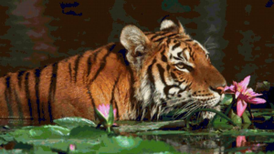 Тигр в воде - тигр, вода, животные - предпросмотр