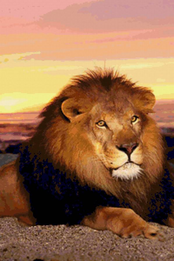 Лев - лев, вечер, закат, животные - предпросмотр