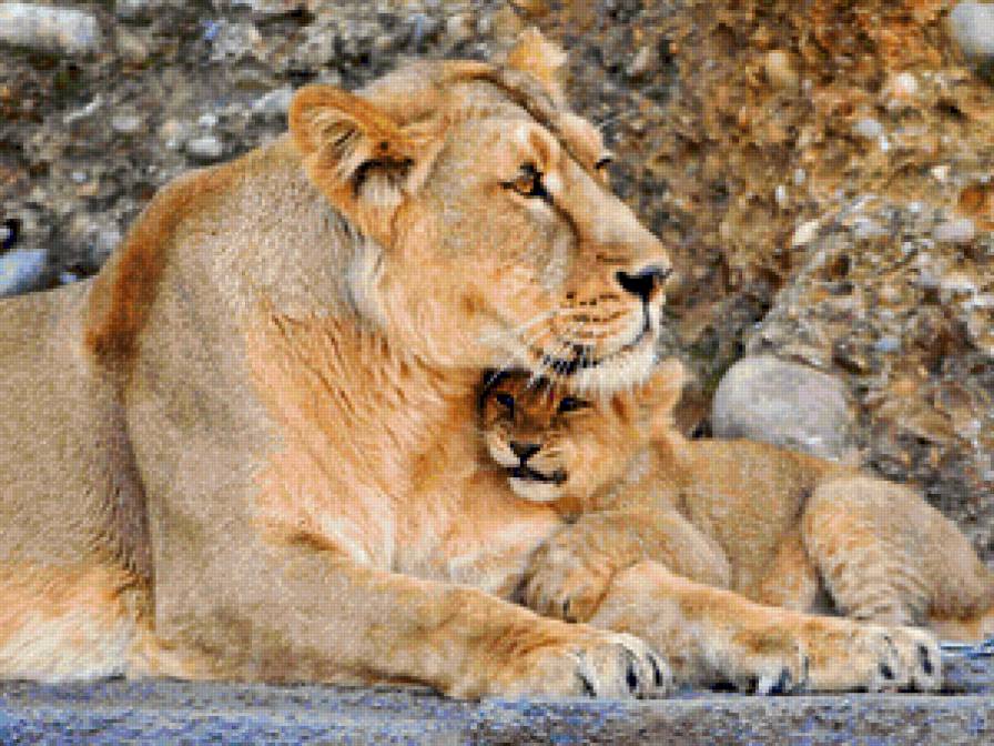 Львица и львенок - семья, львенок, лев, львица, мама и малыш, животные - предпросмотр