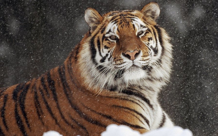 Тигр под снегопадом - зима, тигр, снег, животные - оригинал