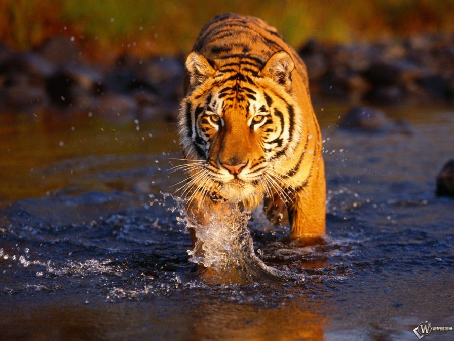 Тигр в воде - животные, тигр, вода - оригинал