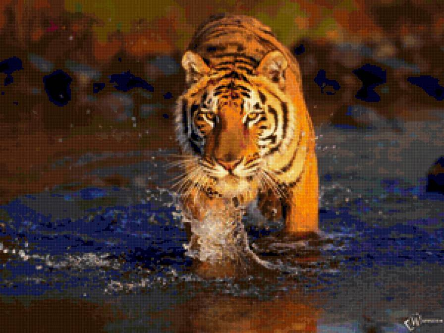 Тигр в воде - тигр, вода, животные - предпросмотр