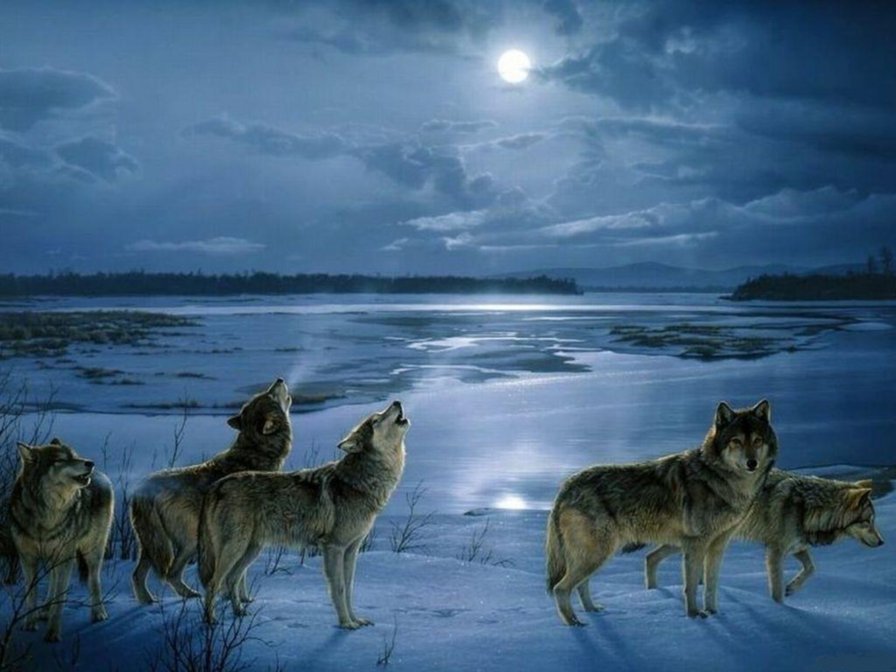 Волки - вечер, зима, пейзаж, волки, животные, ночь, луна, природа, снег - оригинал