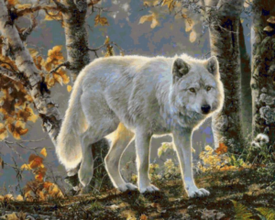 Белый волк - волк, животные, белый волк, пейзаж, природа, лес, осень - предпросмотр