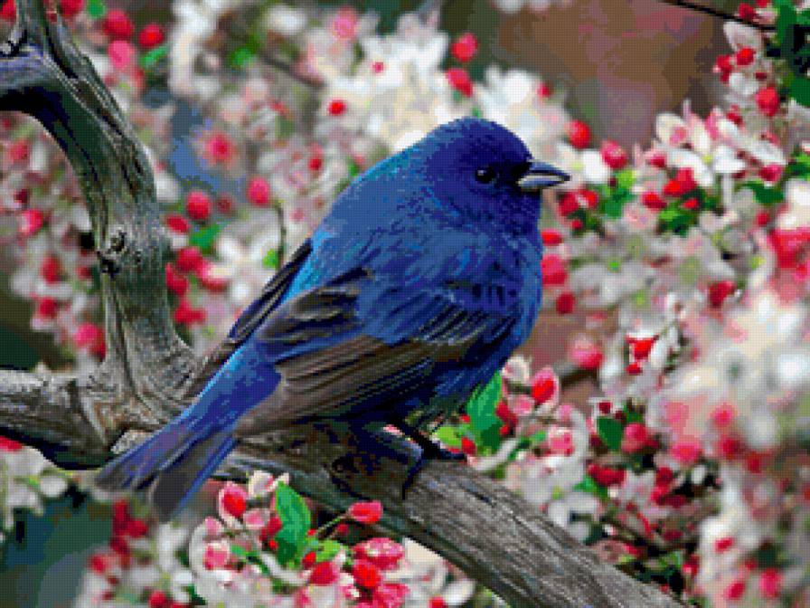 Синяя птичка - цветы, ветка, птицы - предпросмотр