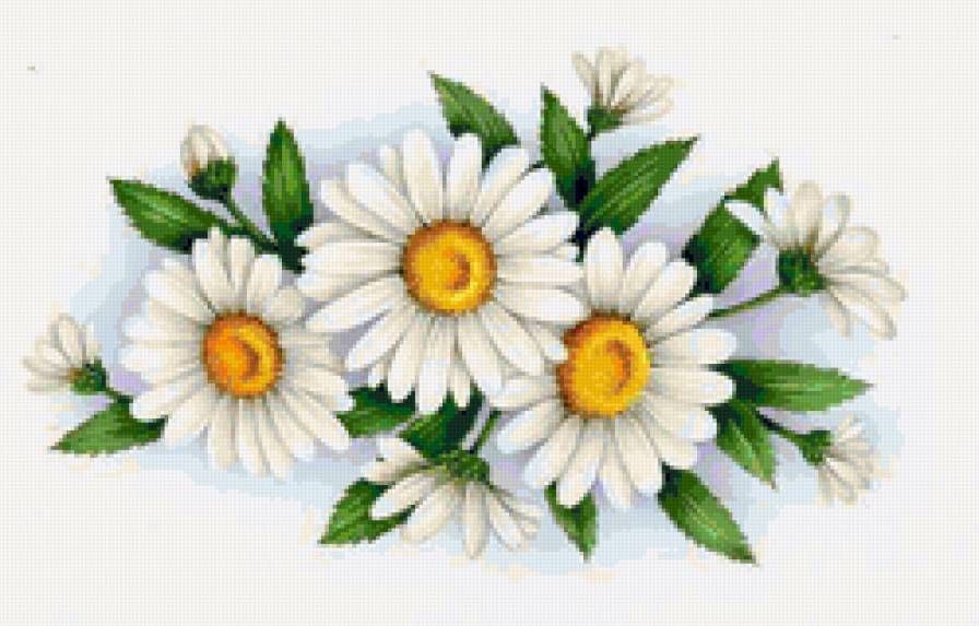 Ромашки - ромашки, салфетка, цветы - предпросмотр