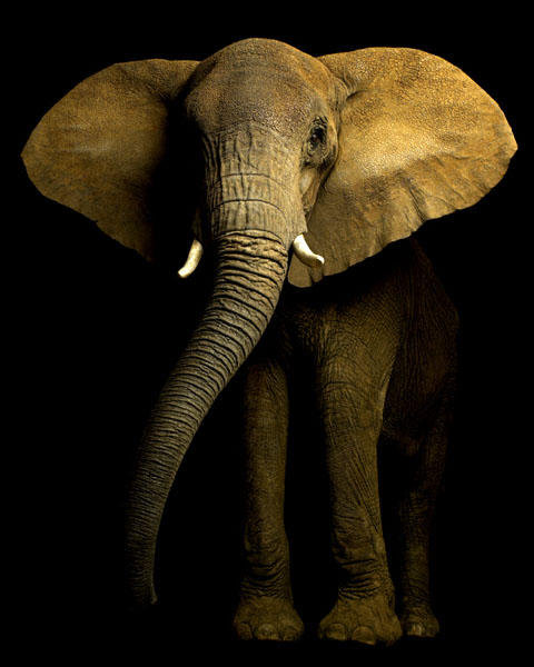 слон - животные - оригинал