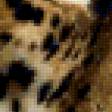 Предпросмотр схемы вышивки «леопард» (№88508)