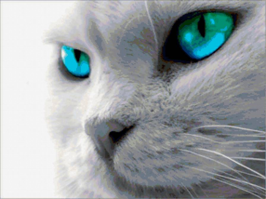 кот с голубыми глазами - животные - предпросмотр