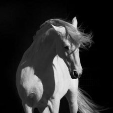 Схема вышивки «белый конь»