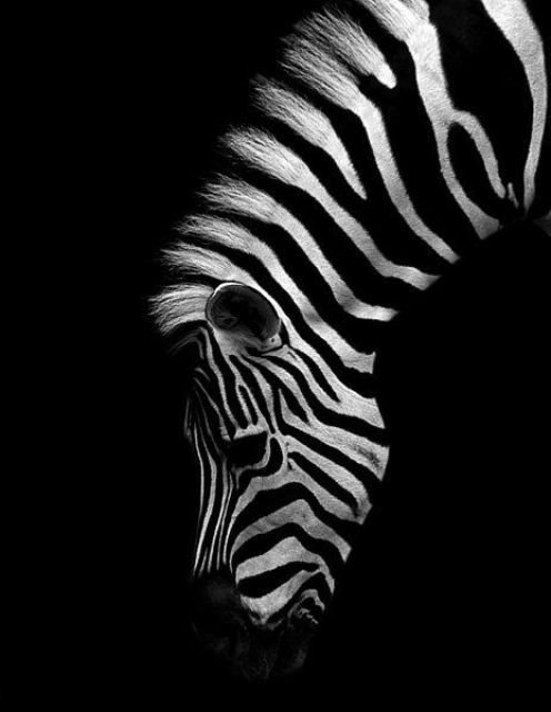 зебра - животные - оригинал