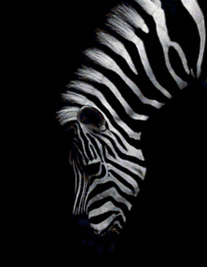 зебра - животные - предпросмотр