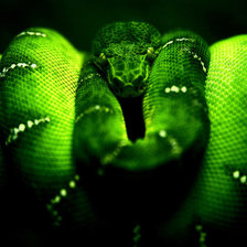 Оригинал схемы вышивки «зеленая змея» (№88523)