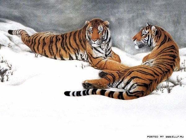 Тигры - животные, тигры, кошки - оригинал