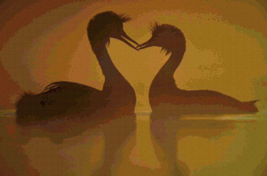 На закате - дикая природа, утки, любовь, фото - предпросмотр