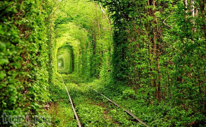 Туннель любви. - красивые места украины - оригинал