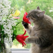 Все девушки любят цветы