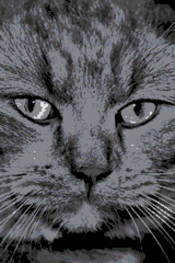 киса - предпросмотр