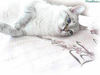 котик - лентяй - оригинал