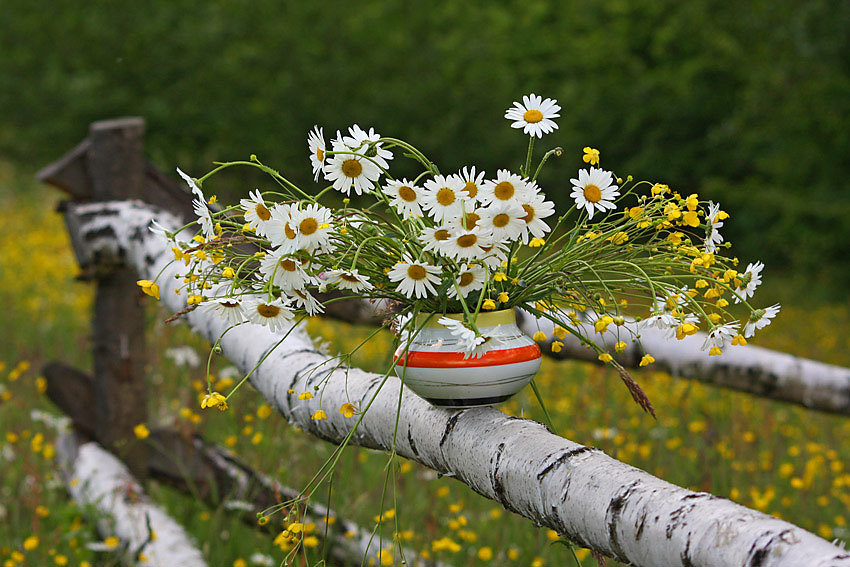 Букет ромашек - натюрморт, букет, цветы в вазе - оригинал