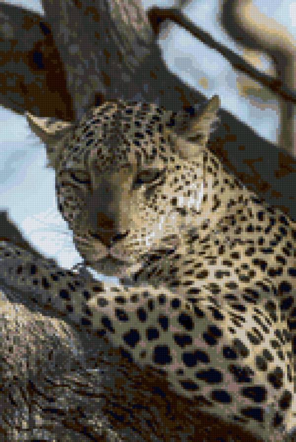 Леопард - африка, животные - предпросмотр