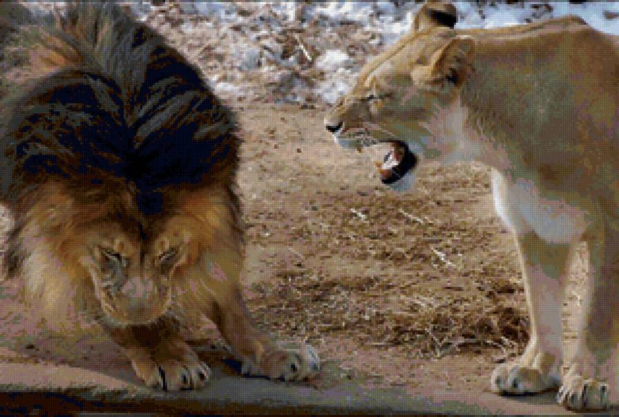 Львы - любовь, львы, кошки - предпросмотр