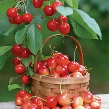 Схема вышивки «№88844»