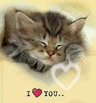 сладкий - котенок - оригинал