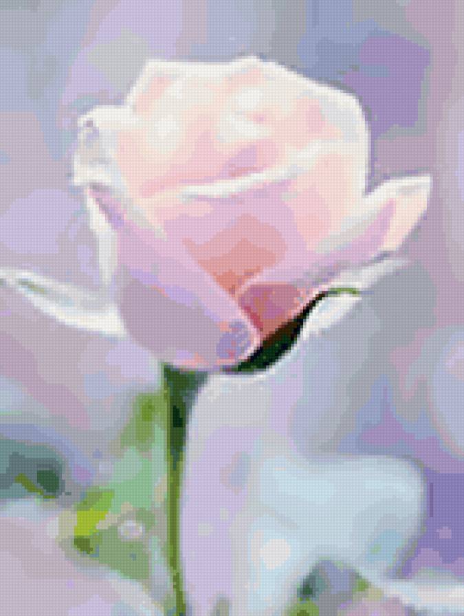 прекрасный цветок - роза - предпросмотр