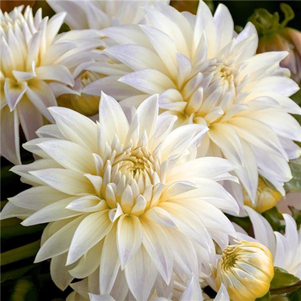 Белый букет - цветы - оригинал