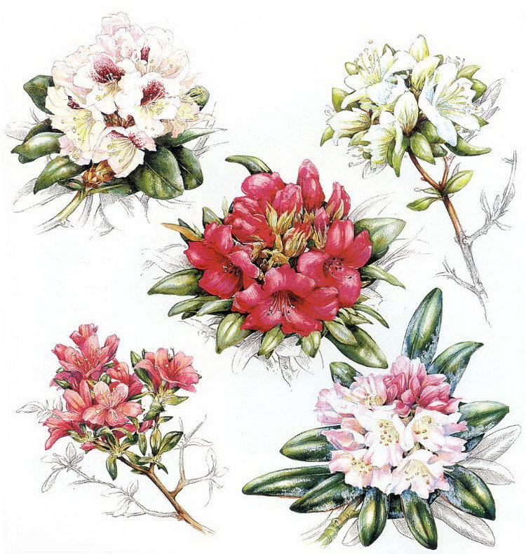 Подушка"Цветы" - живопись, подушка, цветы - оригинал