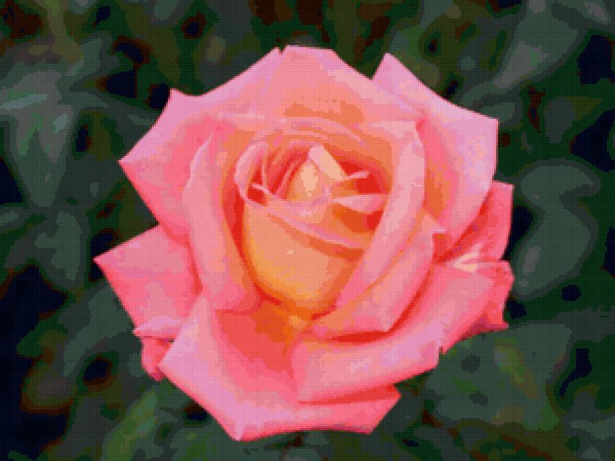 Розовая роза - цветы - предпросмотр