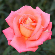 Оригинал схемы вышивки «Розовая роза» (№89074)