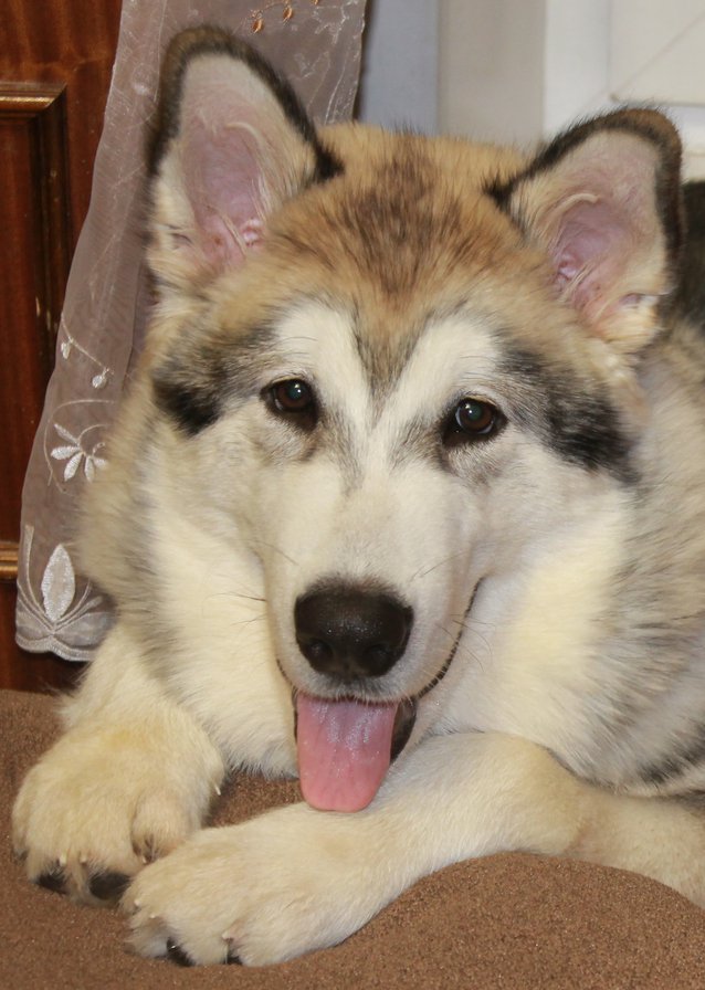 маламут - животные, собаки - оригинал