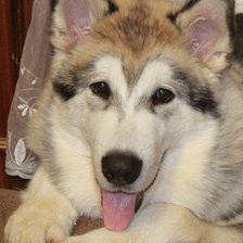 Схема вышивки «маламут»