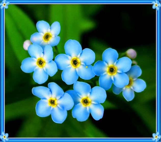 цветочки - растения, цветы, природа - оригинал