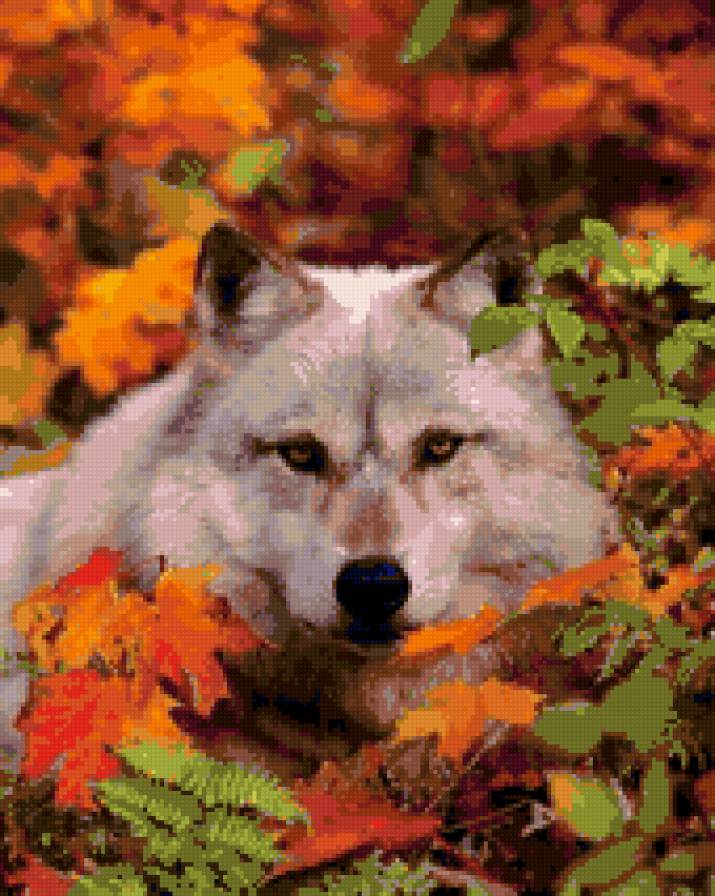 Волк - предпросмотр