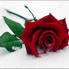 Схема вышивки «Роза на снегу»