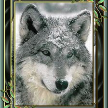 Оригинал схемы вышивки «Волк» (№89473)
