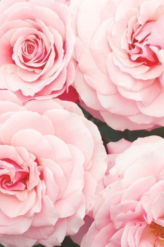 Розовые цветы - цветы, розовый - оригинал