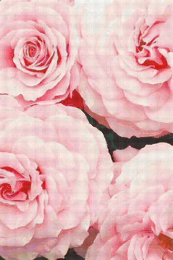 Розовые цветы - цветы, розовый - предпросмотр