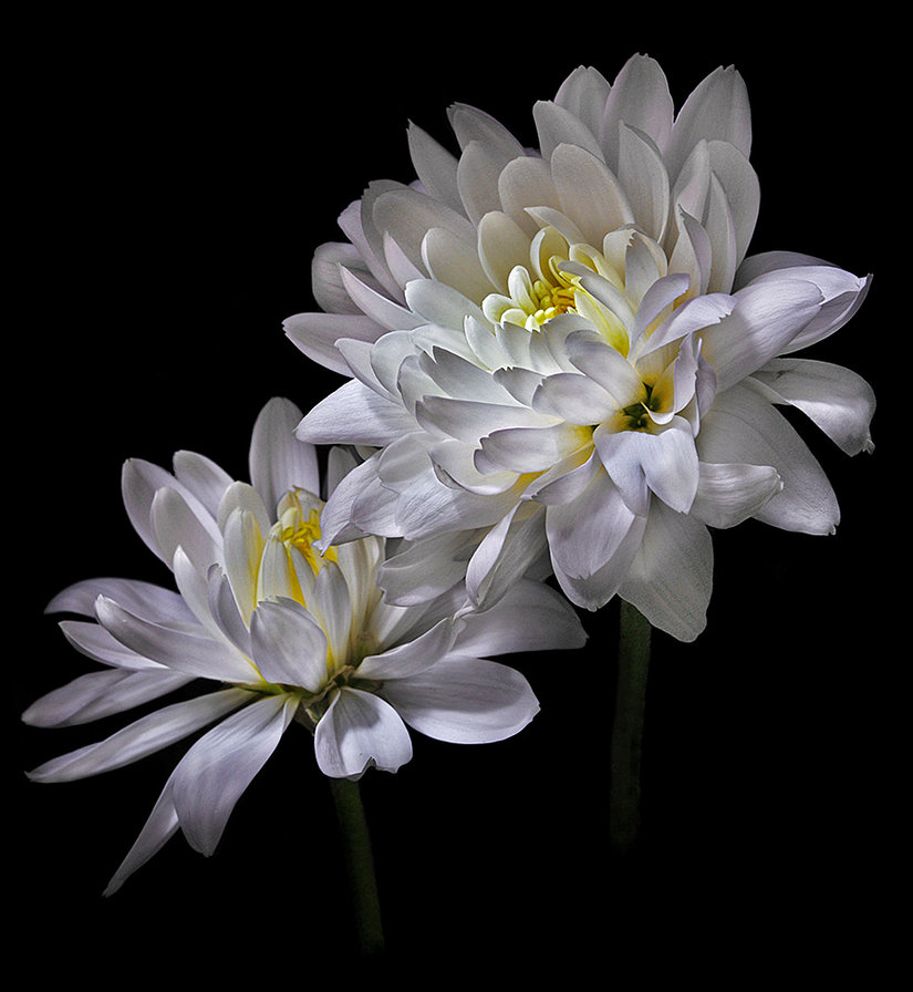 Белые цветы - картина, цветы - оригинал