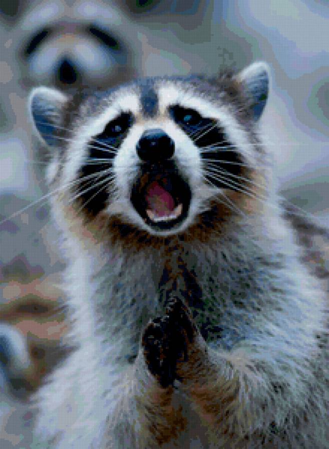 Енот - енот - предпросмотр