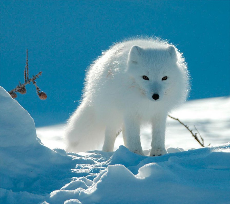 Песец - песец - оригинал