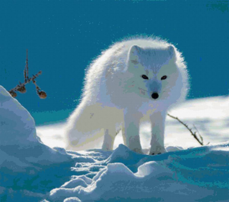 Песец - песец - предпросмотр