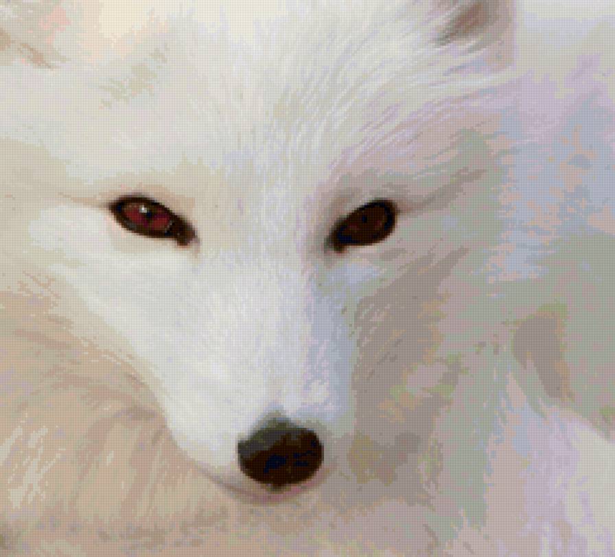 Симпатичная мордашка - песец - предпросмотр